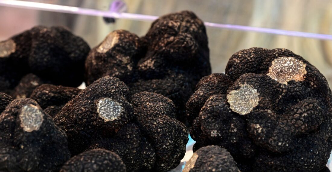 trufa negra