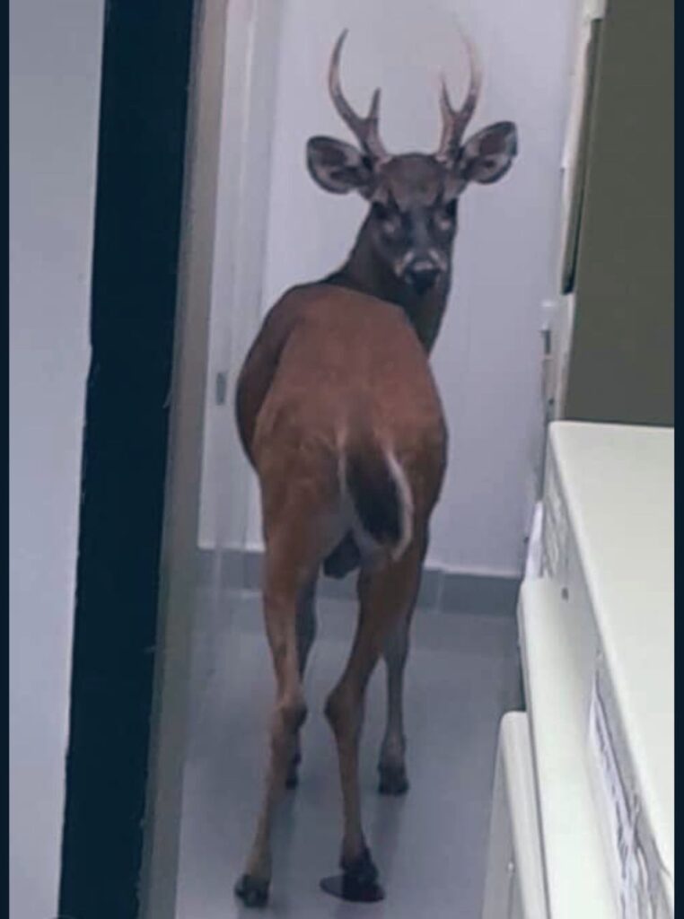 venado