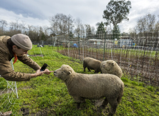 Facebook y las relaciones sociales. AFP foto