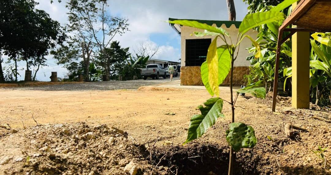 cacao el hatillo