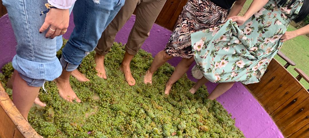 vinos vendimia bodegas pomar