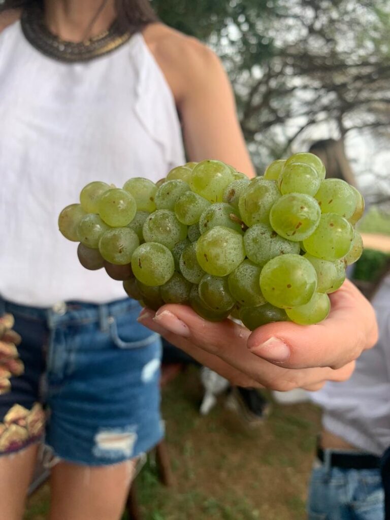 vinos bodegas pomar asi se hace