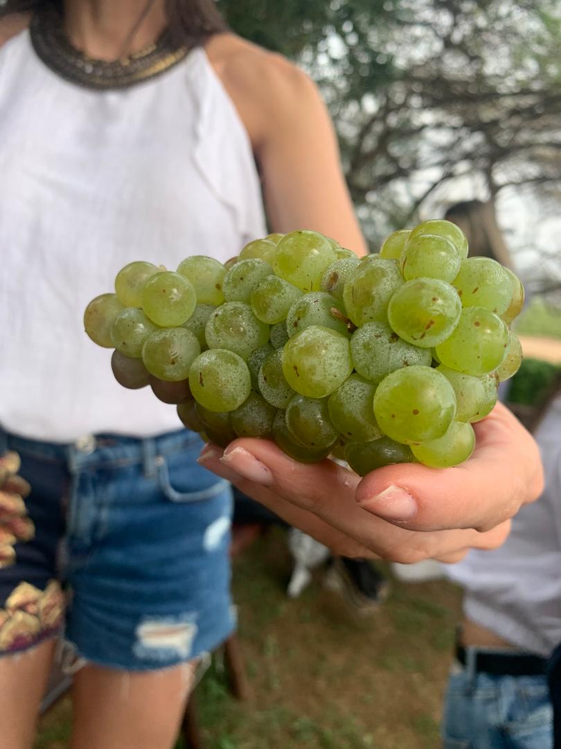 vinos bodegas pomar asi se hace