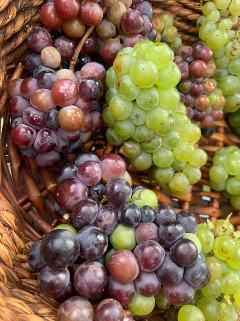 vinos vino vendimia
