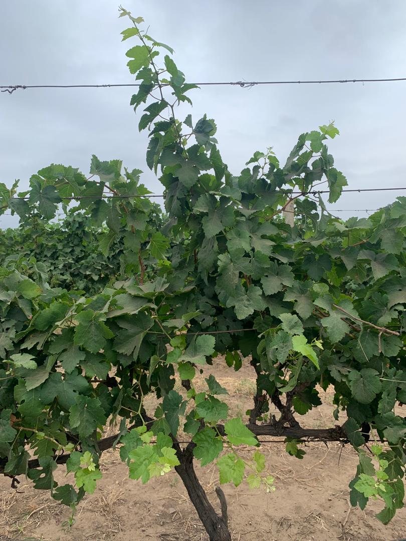 vinos bodegas pomar asi se hace