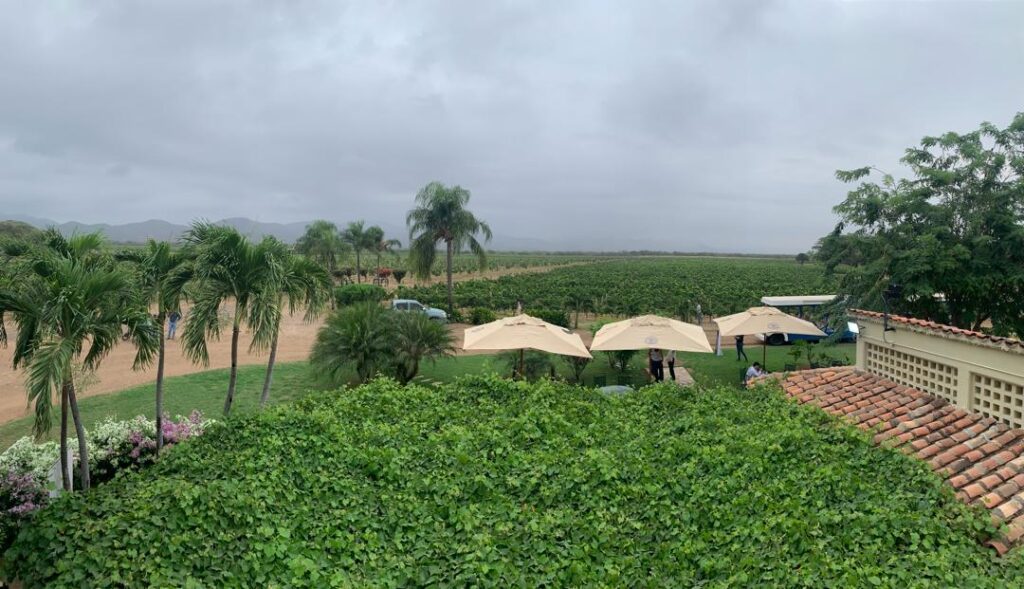 vinos bodegas pomar asi se hace