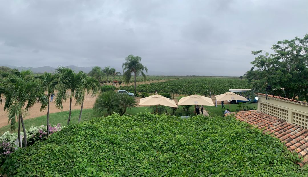 vinos bodegas pomar asi se hace