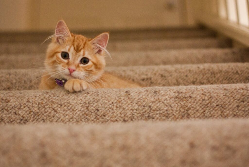Día mundial del gato gatos