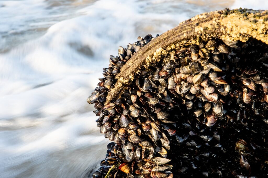 mejillones