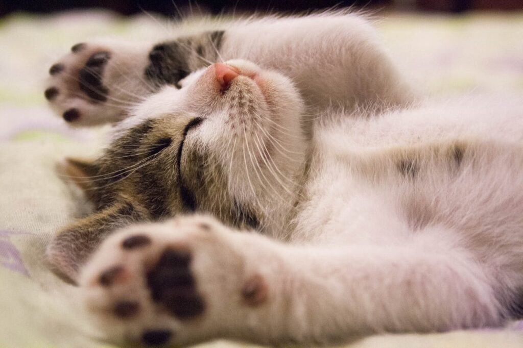 Día mundial del gato gatos