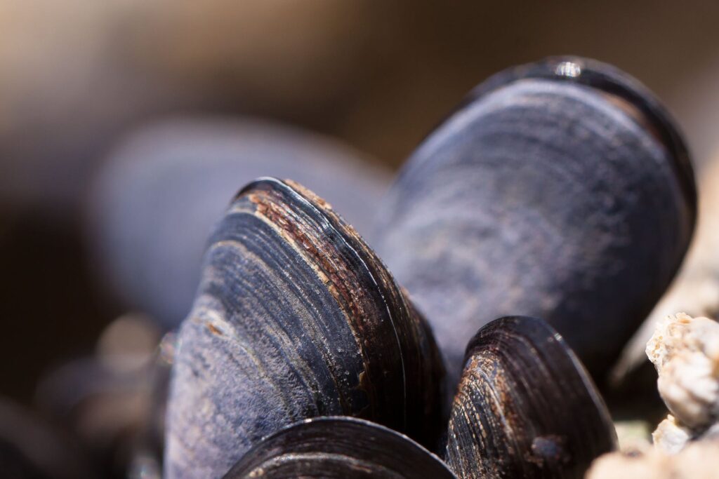 mejillones 