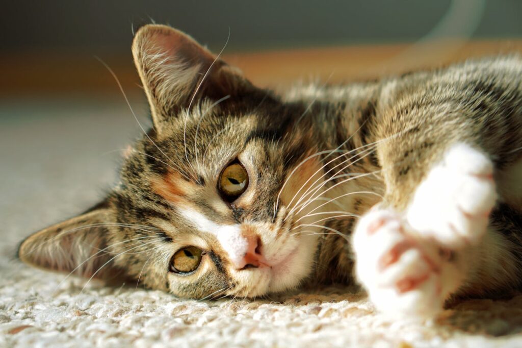 gato gatos