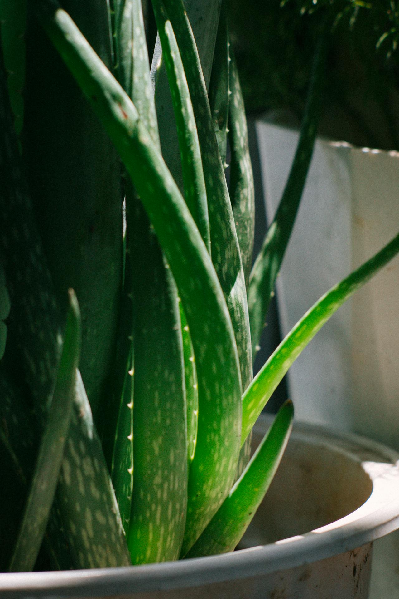 aloe vera sábila