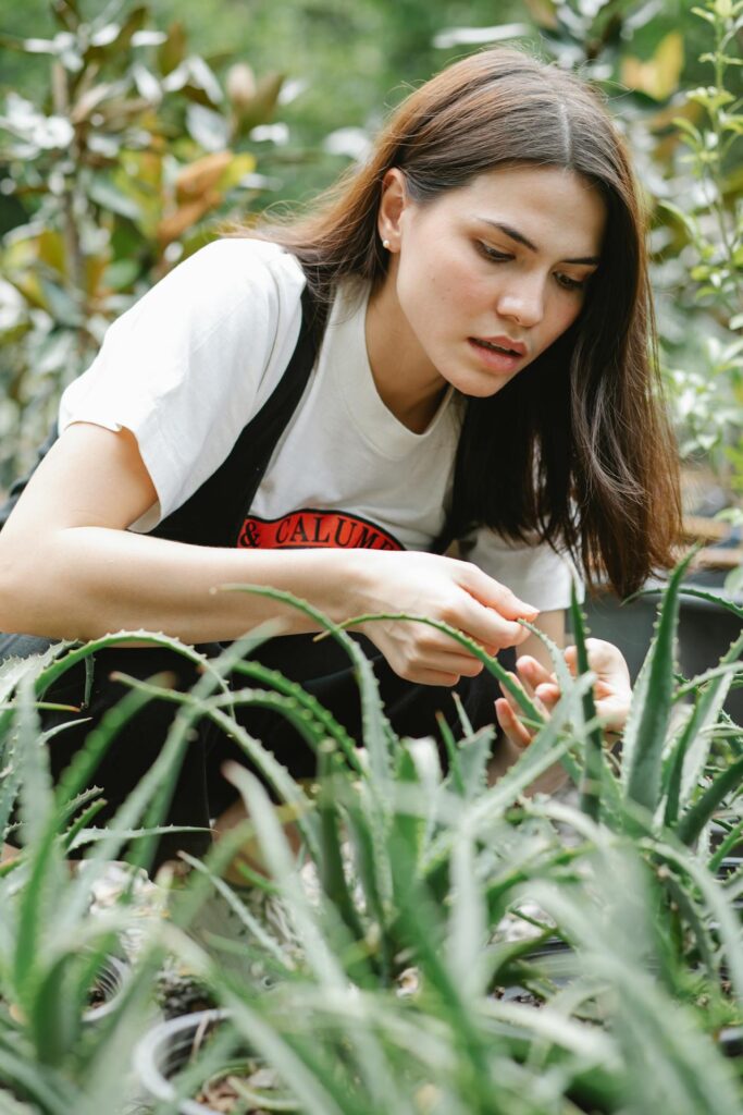 aloe vera sábila