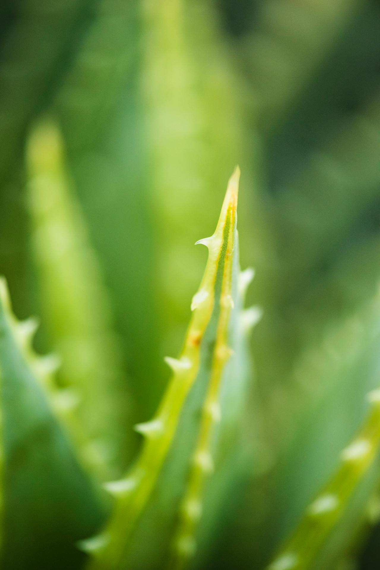 aloe vera sábila