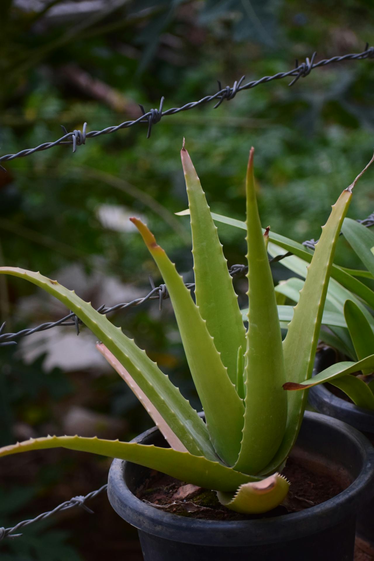 aloe vera sábila