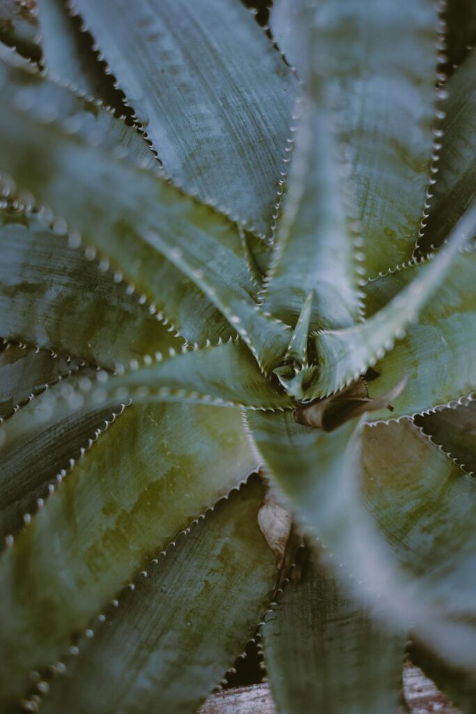 aloe vera sábila