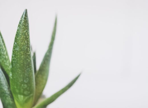 aloe vera sábila