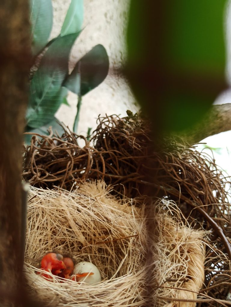 Nueva esperanza para el cardenalito: nacieron 40 pichones