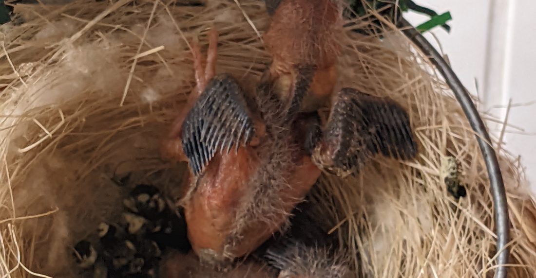 Cardenalito pichones