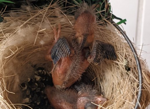 Cardenalito pichones