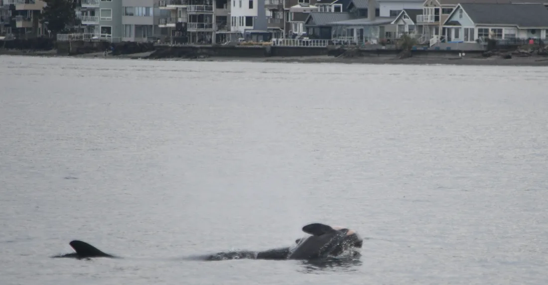 Orca con cría muerta