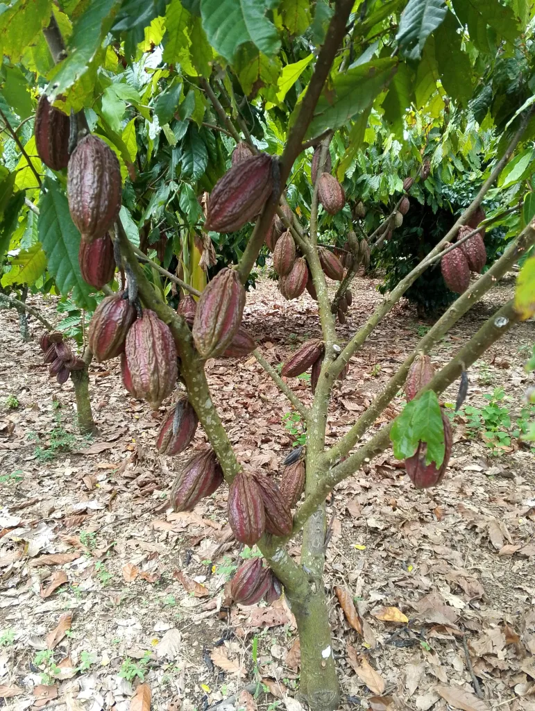Cacaos del Alto Apure