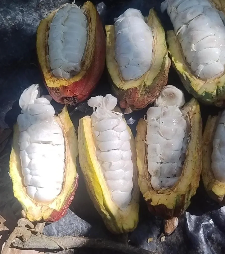 Cacaos del Alto Apure: mujeres protagonizan una colección de chocolate fino