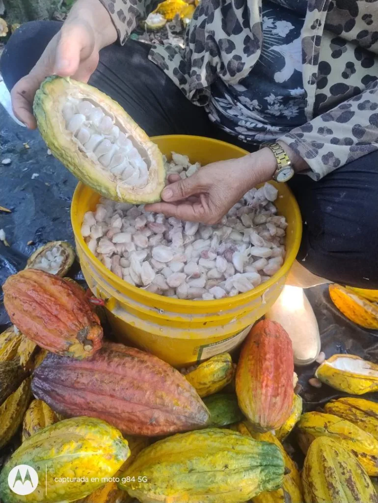Cacaos del Alto Apure: mujeres protagonizan una colección de chocolate fino