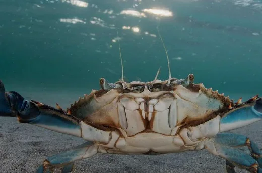 3 productos de la gastronomía venezolana afectados por los aranceles de Trump