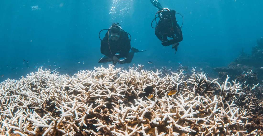 Blanqueamiento de corales afecta a 84% de los arrecifes del planeta | El  Estímulo