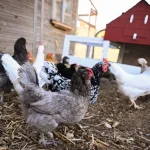Alquiler de gallinas: el extraño negocio que impulsa la crisis de los huevos en EE.UU.