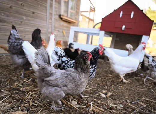 Alquiler de gallinas: el extraño negocio que impulsa la crisis de los huevos en EE.UU.