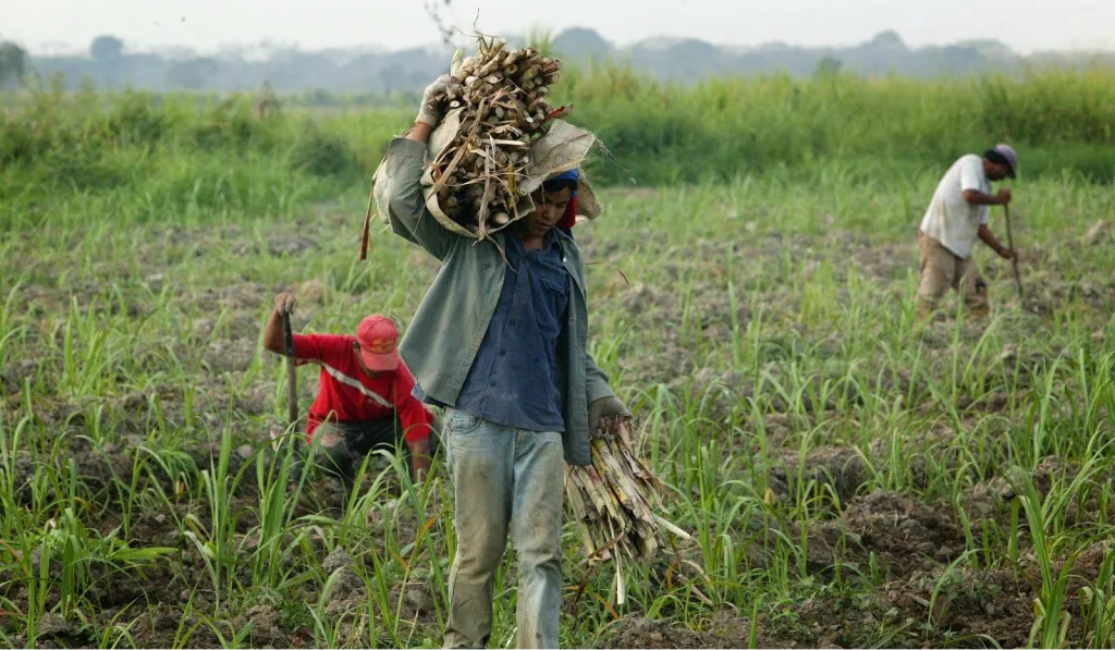 créditos del banco de venezuela para agricultores