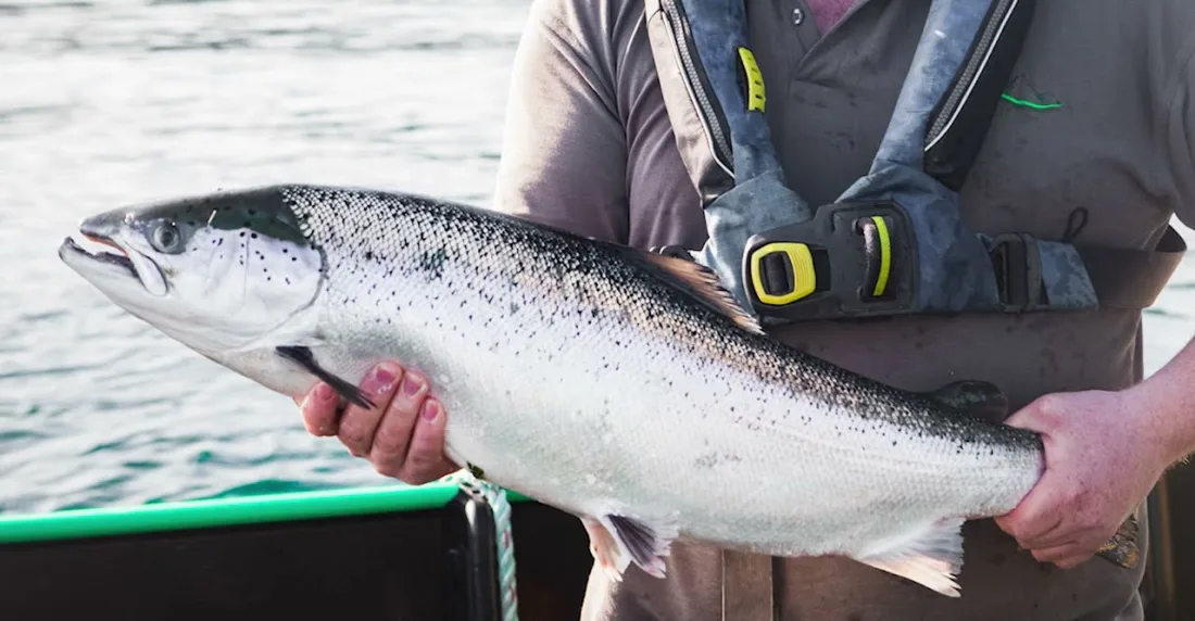 Descubren uso estético de la esperma del salmón: es un rellenador natural de arrugas