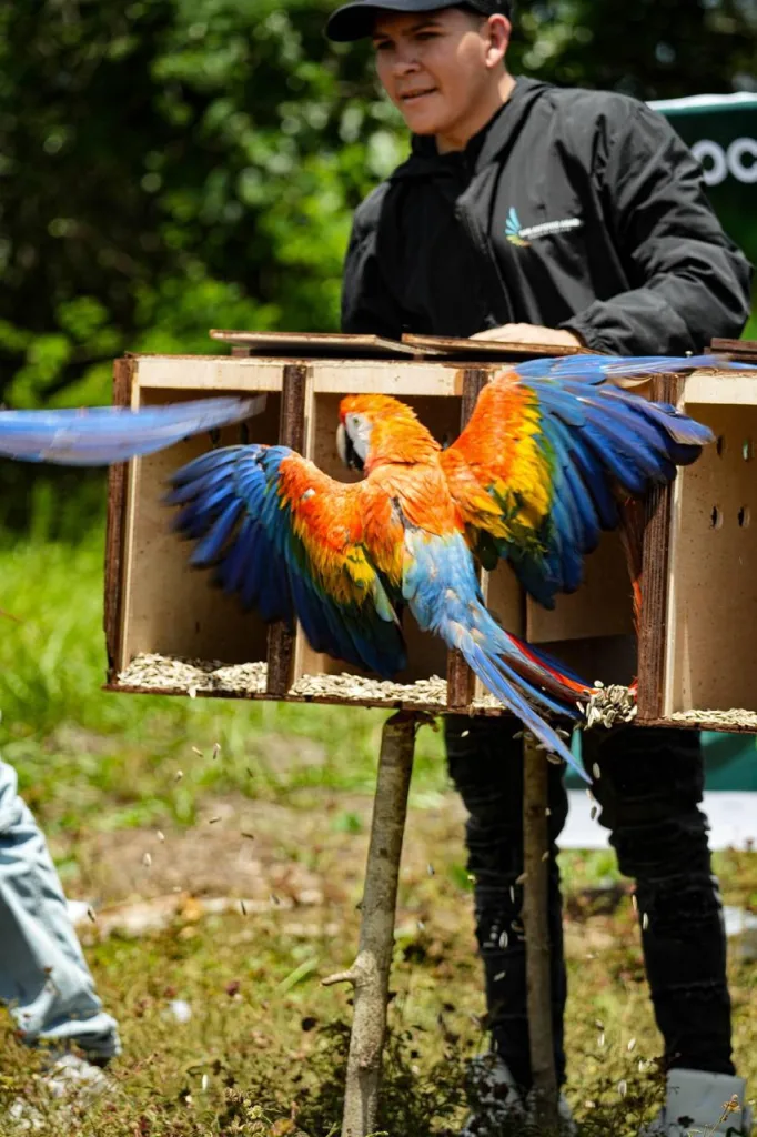 Liberan a 10 guacamayas bandera en los Llanos de Guárico