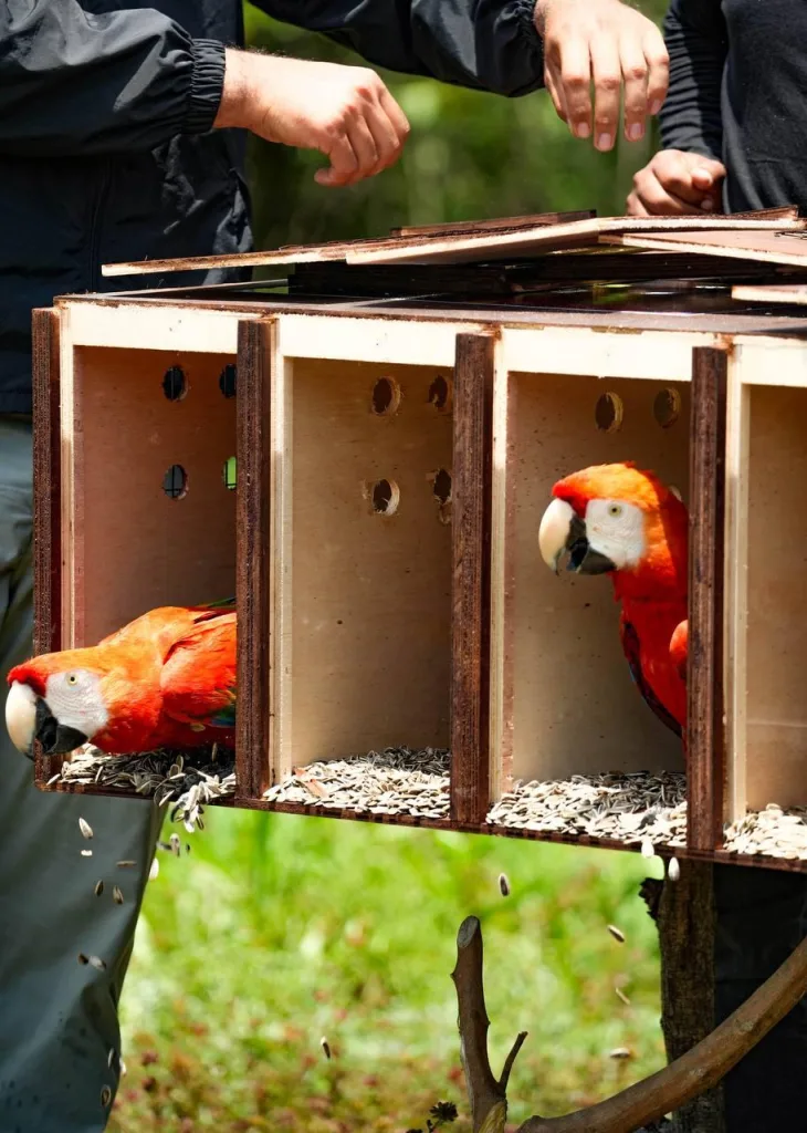 Liberan a 10 guacamayas bandera en los Llanos de Guárico