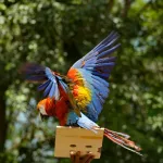 Liberan a 10 guacamayas bandera en los Llanos de Guárico