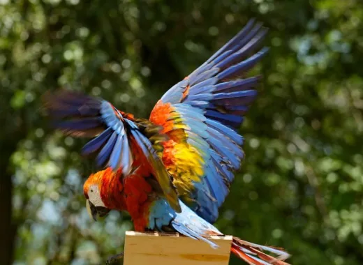 Liberan a 10 guacamayas bandera en los Llanos de Guárico