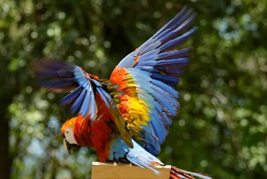 Liberan a 10 guacamayas bandera en los Llanos de Guárico