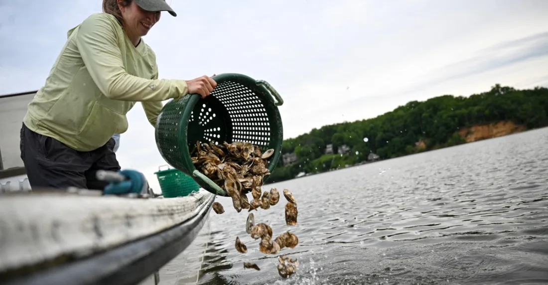 En Estados Unidos "siembran" ostras para limpiar los mares
