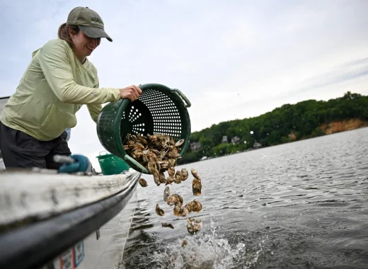 En Estados Unidos "siembran" ostras para limpiar los mares