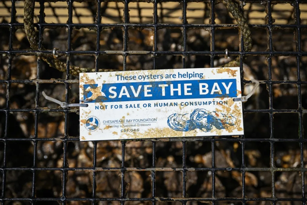 En Estados Unidos "siembran" ostras para limpiar los mares