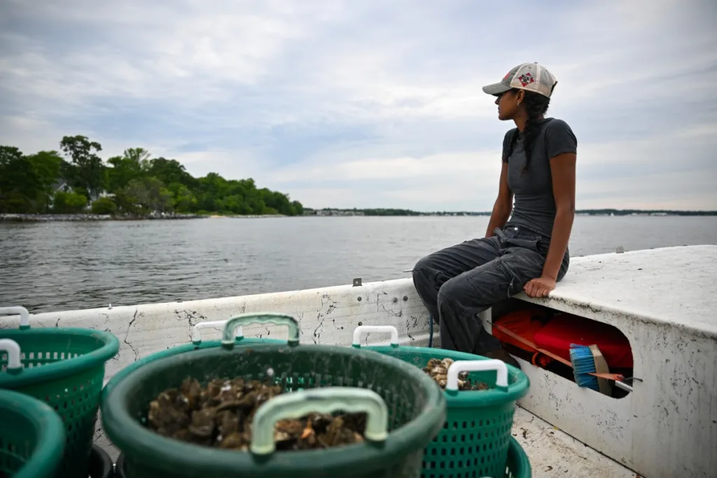 En Estados Unidos "siembran" ostras para limpiar los mares