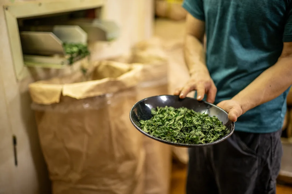 El matcha está de moda y ¿en peligro de extinción?