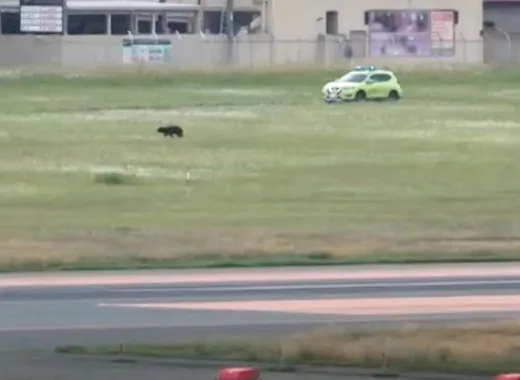 Un oso aparece en un aeropuerto de Japón y obliga a cancelar todos los vuelos