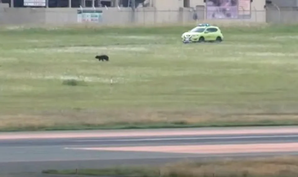 Un oso aparece en un aeropuerto de Japón y obliga a cancelar todos los vuelos