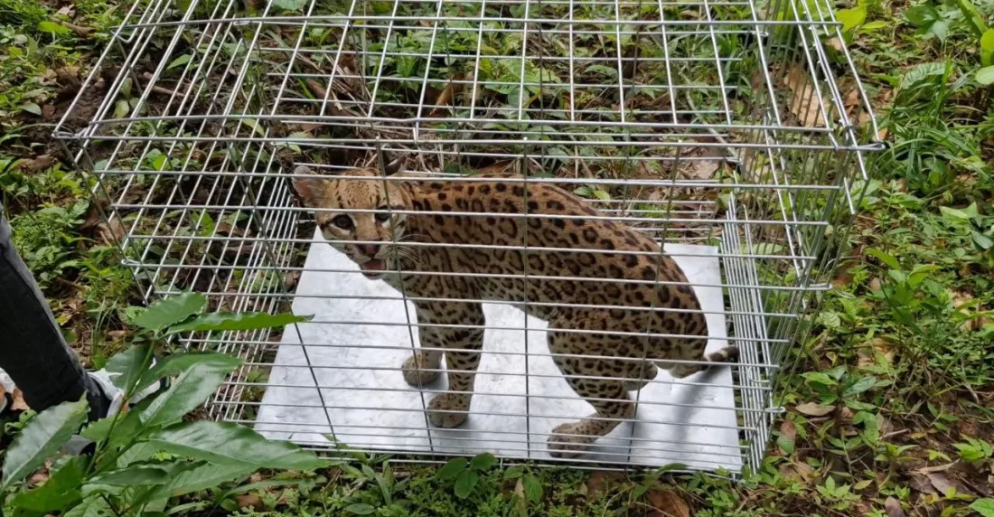 Liberan a pareja de cunaguaros en una reserva de Portuguesa