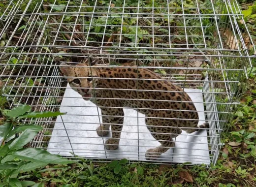 Liberan a pareja de cunaguaros en una reserva de Portuguesa