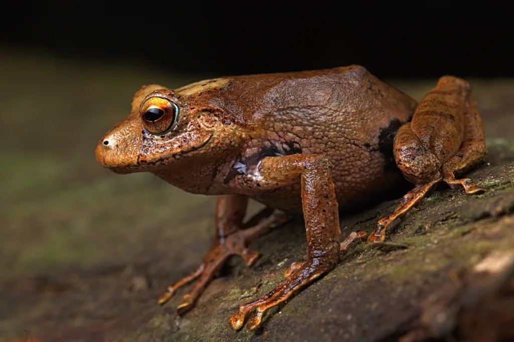 Descubren 3 nuevas especies de ranas en Perú 